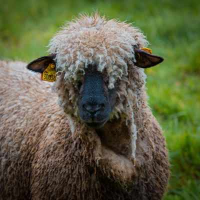 Peau de mouton écologique produite en Bretagne